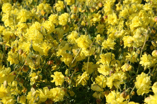 Helianthemum x cultivars 'Gelbe Perle'