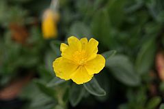 Helianthemum x cultivars 'Sterntaler'