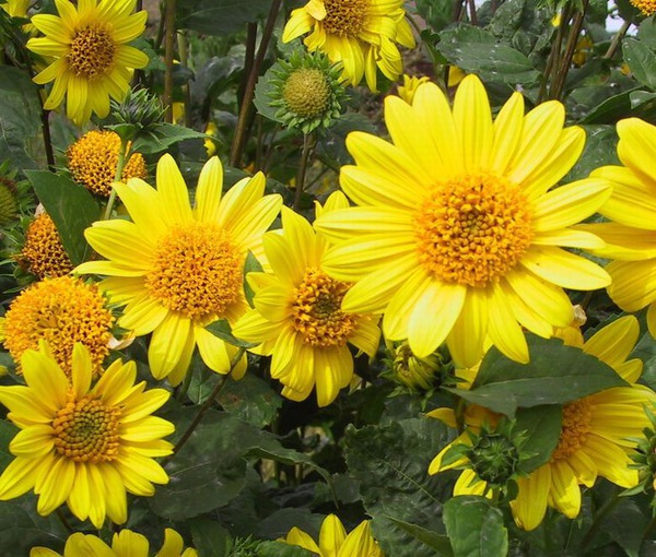 Helianthus decapetalus 'Meteor'