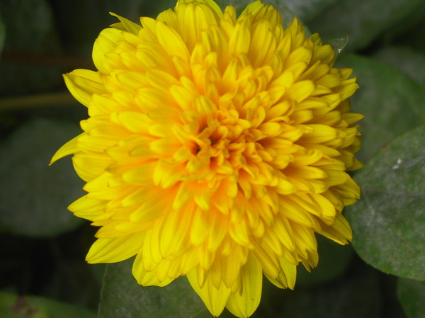 Helianthus decapetalus 'Soleil d'Or'