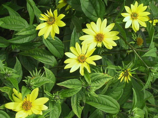 Helianthus microcephalus lemon queen lubera