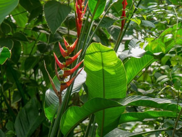 Heliconia strica