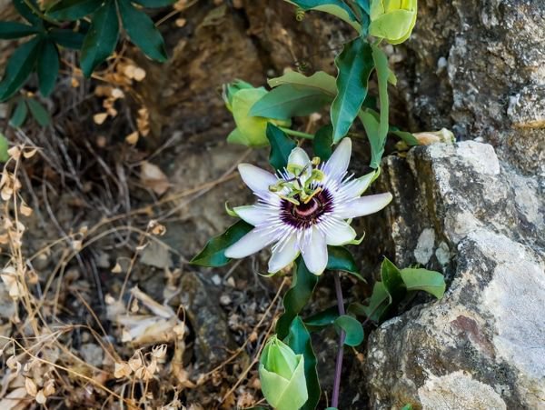 Passionsblume berwintern - das ist bei machen Arten nicht ntig! Sie knnen draussen bleiben