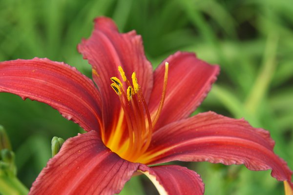 Hemerocallis x cultorum 'Crimsons Pirate' 