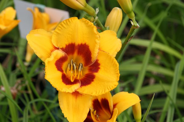 Hemerocallis x cultorum 'Fooled Me'