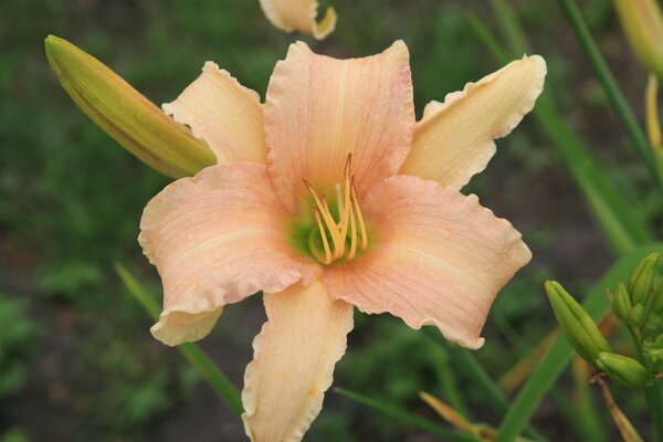 Hemerocallis x cultorum 'Luxury Lace'