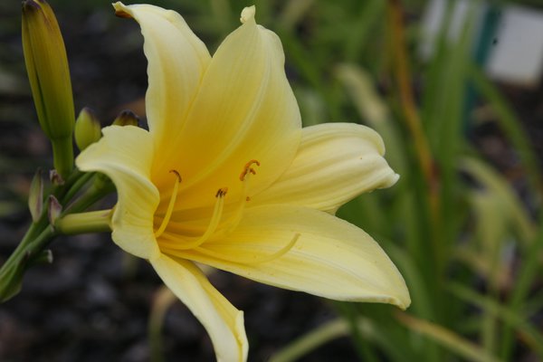 Hemerocallis x cult. 'Shooting Star'