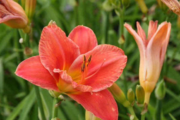 Hemerocallis x cultorum 'South Seas' 