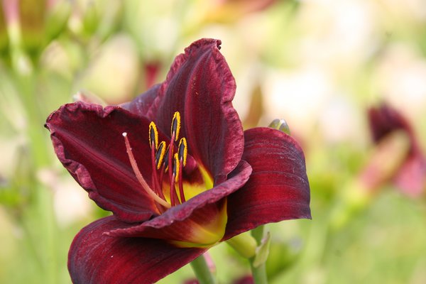 Hemerocallis x cultorum 'Starling'