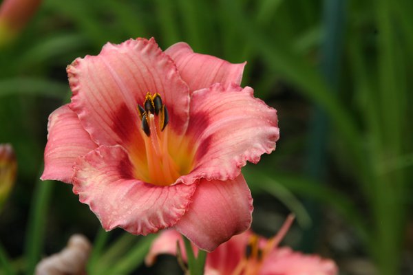 Hemerocallis x cultorum 'Strawberry Candy' 