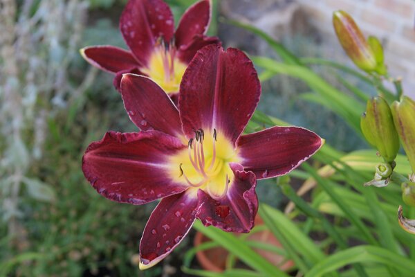 Hemerocallis x cultorum 'Strutters Ball'