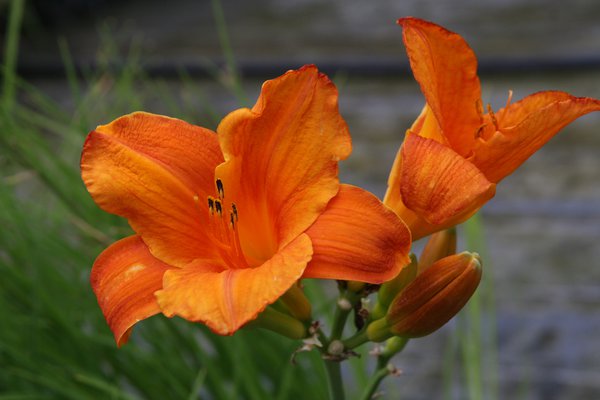 Hemerocallis x cult. 'Mauna Loa'