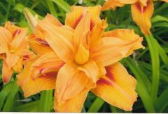 Hemerocallis fulva 'Kwanso'