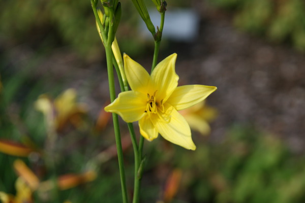 Hemerocallis lilioasphodelus (-flava)