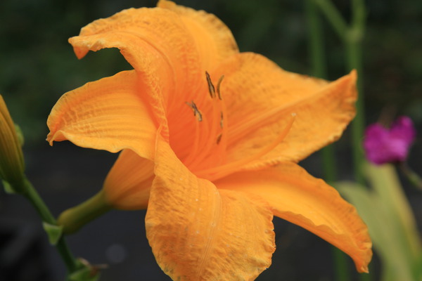 Hemerocallis x cultorum 'Aten' 