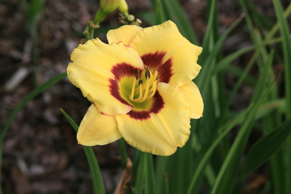 Hemerocallis x cultorum 'El Desperado'