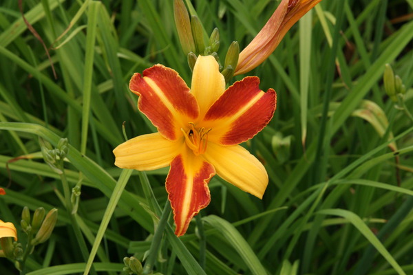 Hemerocallis x cultorum 'Frans Hals'