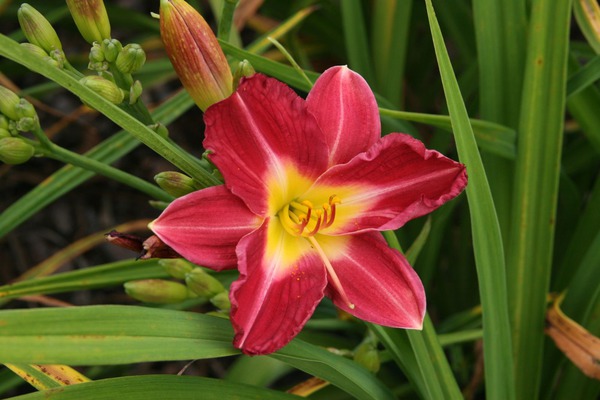 Hemerocallis x cultorum 'Kokeshi'