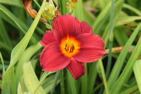 Hemerocallis x cultorum 'Little Joy'