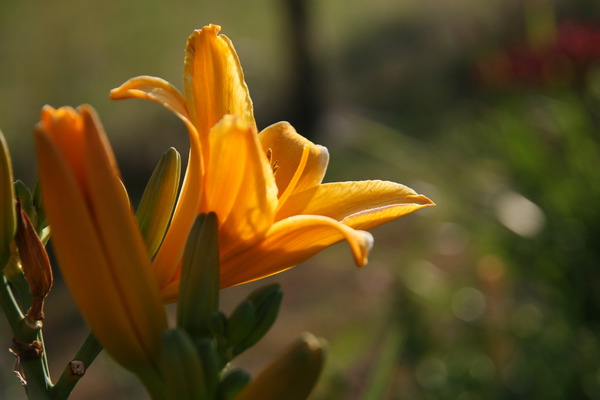 Hemerocallis x cultorum Lucretius Lubera