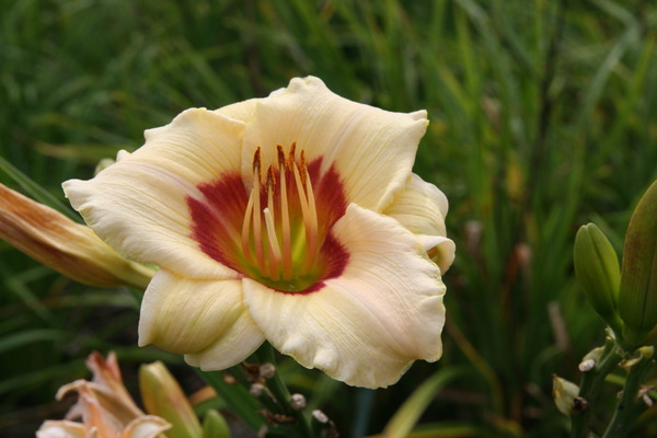 Hemerocallis x cultorum 'Pandora's Box'