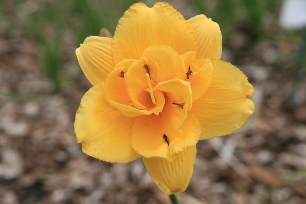 Hemerocallis x cultorum 'Saucy Lady'