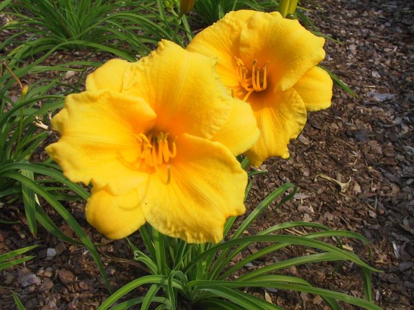 Hemerocallis x cultorum 'Stella de Oro' Hemerocallis x cultorum 'Stella de Oro'