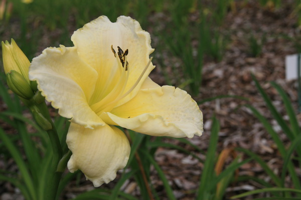 Hemerocallis x cultorum 'White Zone'