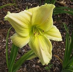 Hemerocallis x cult. 'Pistachio Mint'