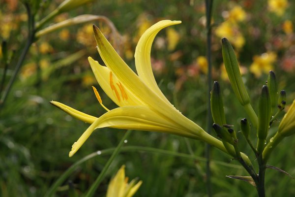 Hemerocallis citrina