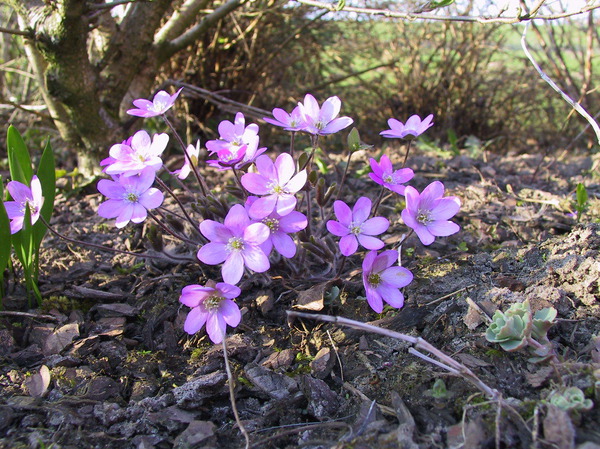 Hepatica nobilis