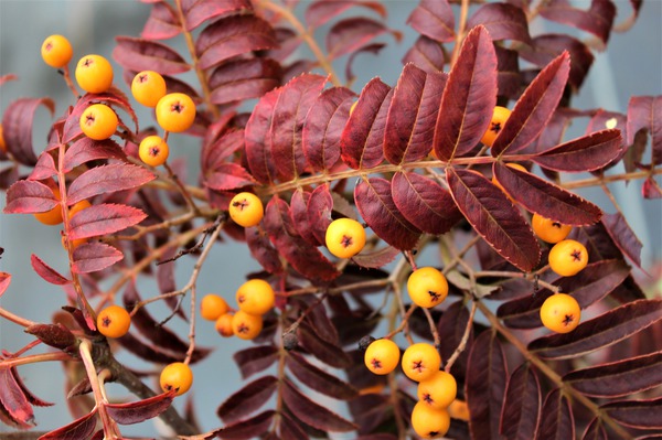 Herbst-Eberesche 'Autumn Spire'® mit vielen gesunden Früchten Herbst-Eberesche 'Autumn Spire'® mit vielen gesunden Früchten