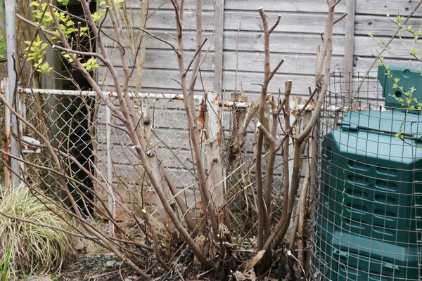 Herbstfeige nach dem Schnitt