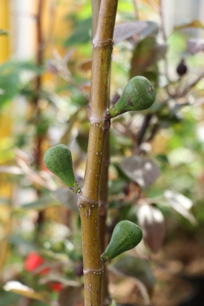 Feigenbaum Pflege Herbstfeigen Frchte