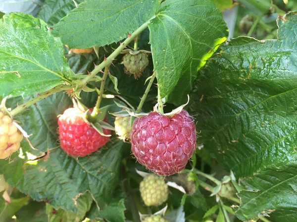 Himbeere pflanzen, Rubus occidentalis Herbsthimbeere Autumn Passion - Syn. Malling Passion