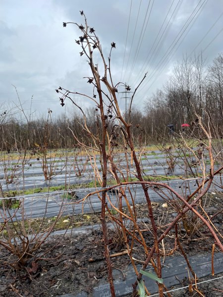 Himbeersorte, Herbsthimbeeren schneiden, Rubus idaeus, Lubera