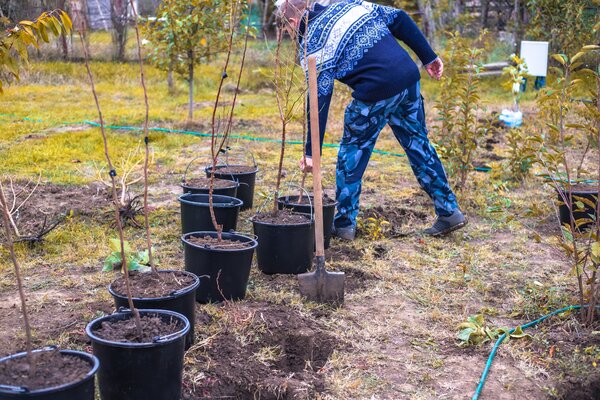 Pflanzen im Herbst pflanzen