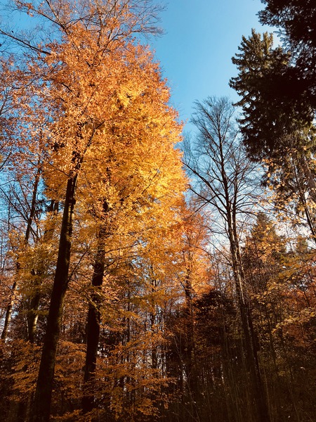 Herbstwald indian summer Lubera