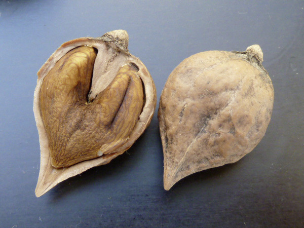 Herznuss Heartbreaker - grosse, gut knackbare Früchte Herznuss Heartbreaker - grosse, gut knackbare Früchte