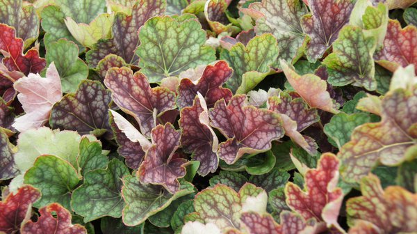 Heuchera x micrantha Beauty Colour -S-, Silberglckchen, Staude