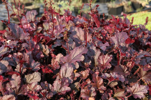 Heuchera x cultorum 'Berry Marmalade' (S)