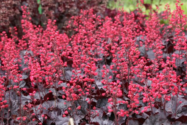 Heuchera Black Forest Cake, Staude, Pppel