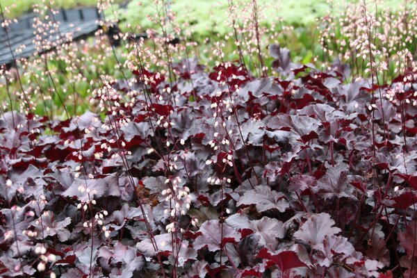 Heuchera Black Pearl, Staude, Pppel