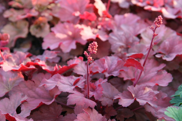 Heuchera 'Cherry Cola'