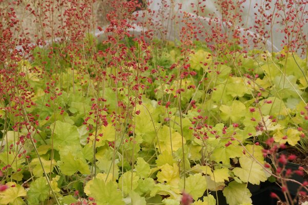 Heuchera Northern Exposure Lime, Staude, Pppel