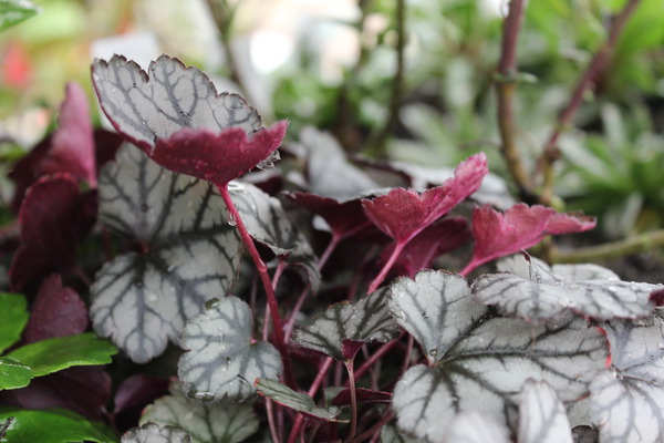 Bodendecker pflanzen und pflegen Heuchera x micrantha Jade Gloss Lubera