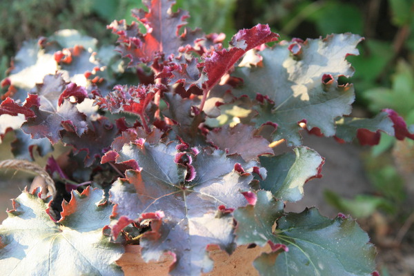 Heuchera x micrantha 'Purple Petticoats'