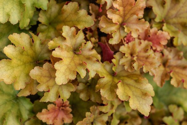 Heuchera 'Marmelade', Purpurglckchen