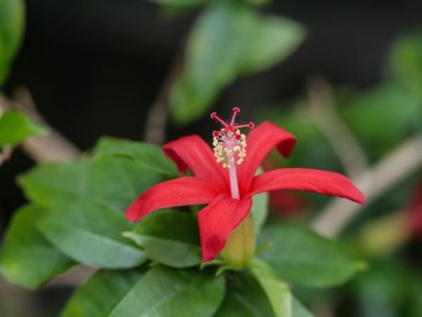 Hibiskus Arten