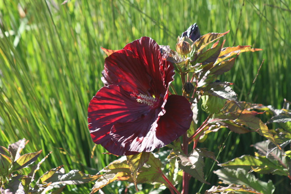 Hibiscus Cranberry Crush